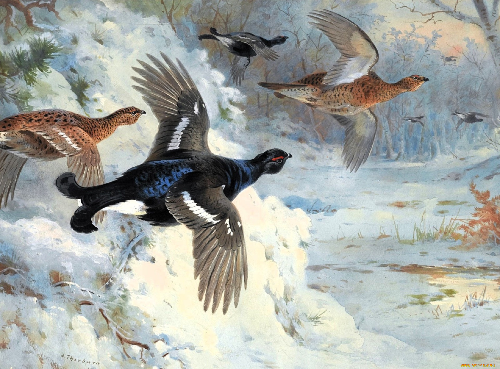, archibald thorburn, , , , 